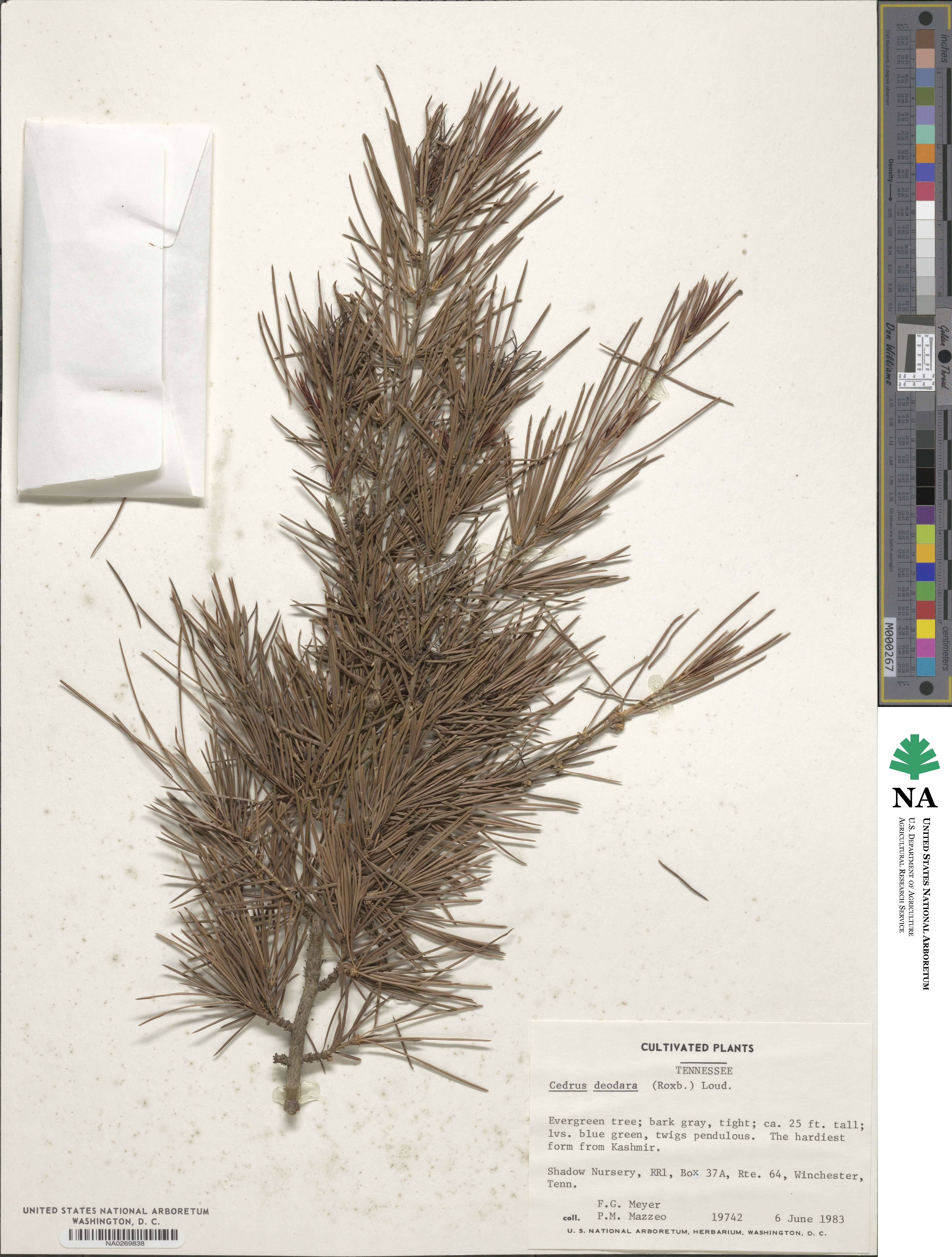 Cedrus deodara image