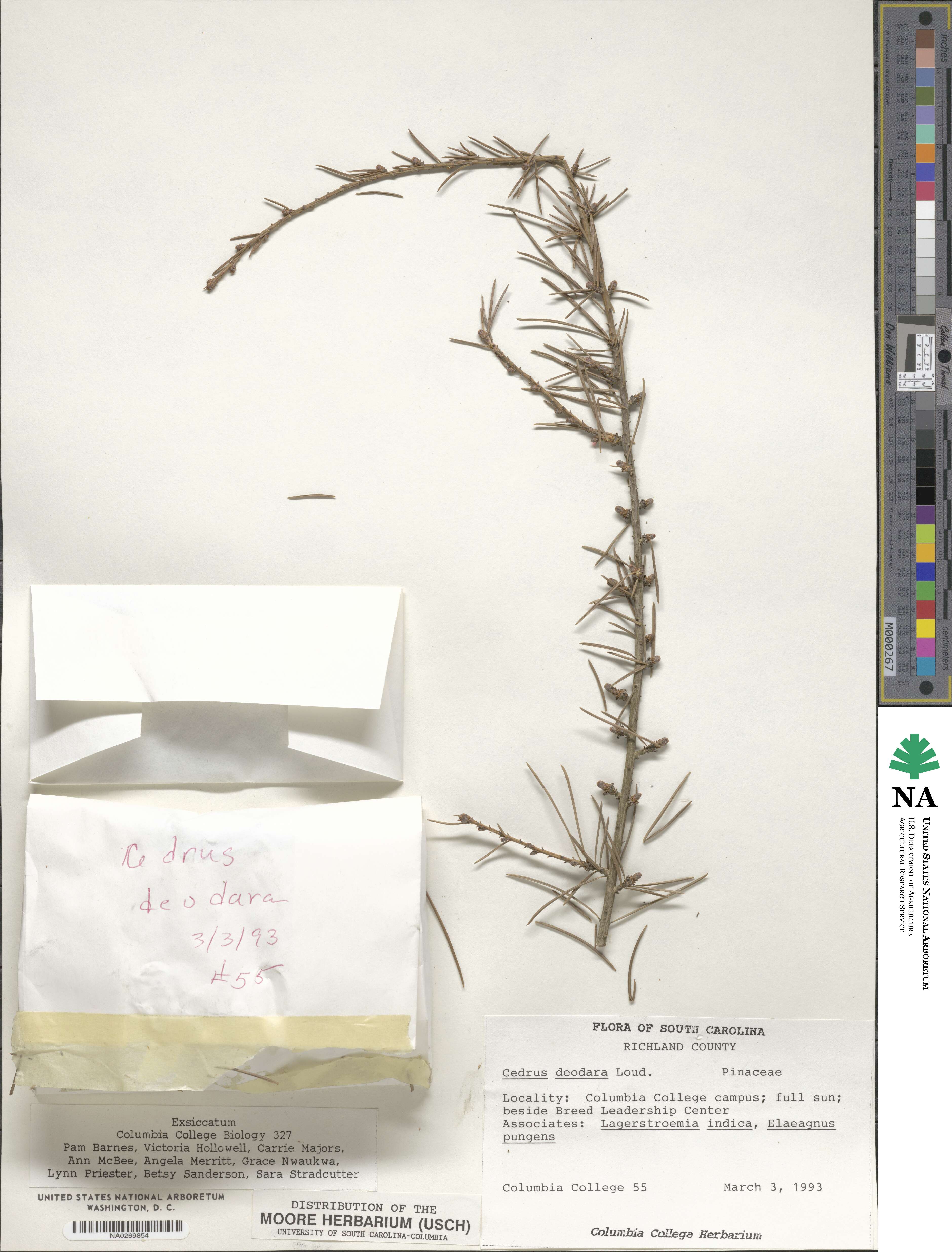 Cedrus deodara image