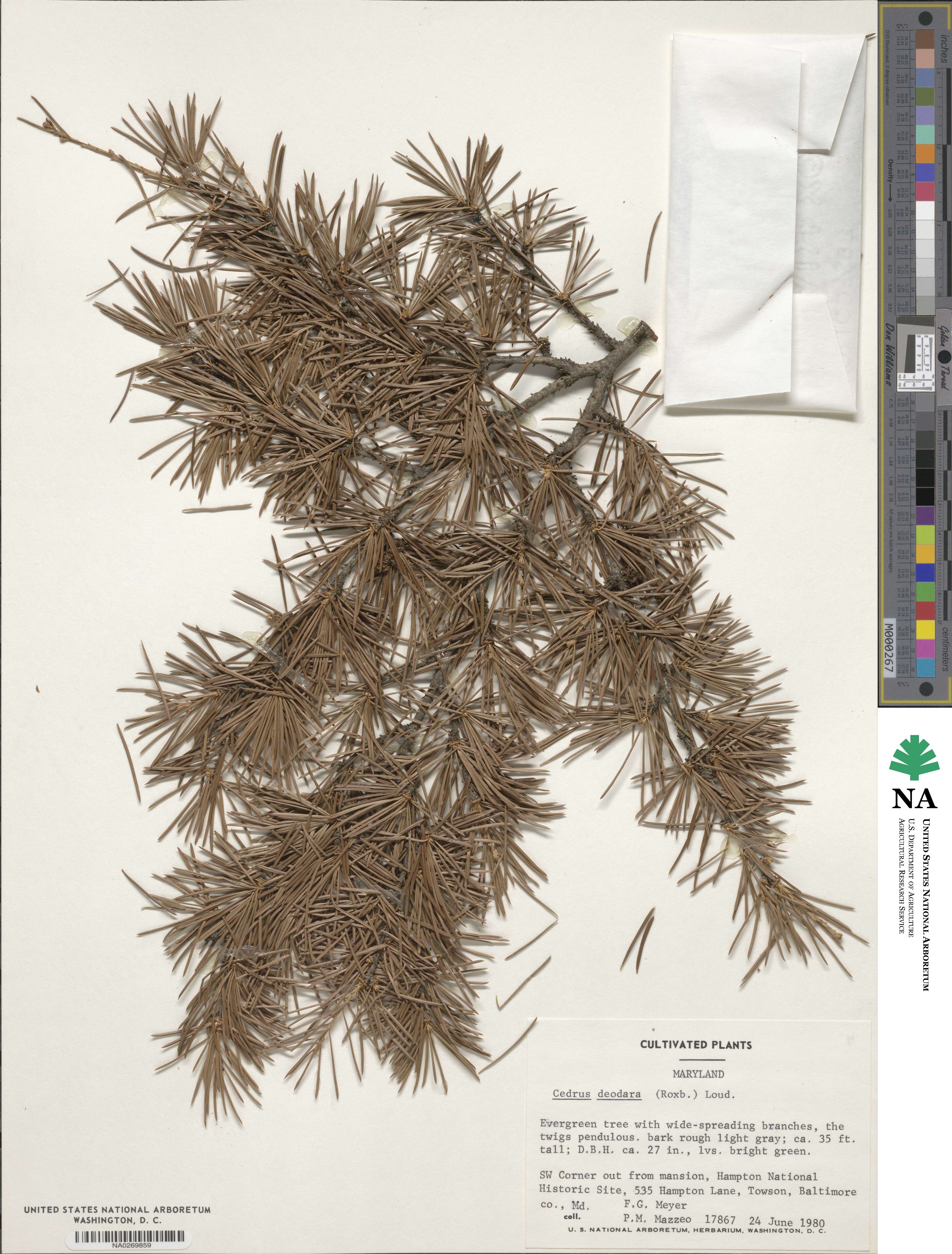 Cedrus deodara image