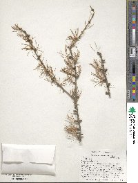 Larix decidua image