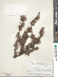 Larix laricina image