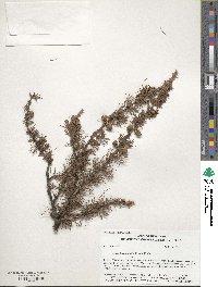 Larix laricina image