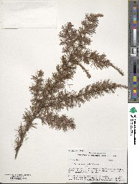 Larix laricina image