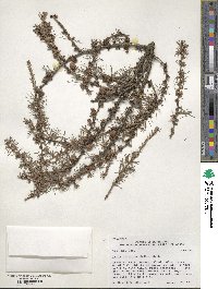 Larix laricina image