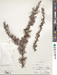 Larix laricina image