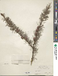 Larix laricina image