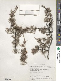 Larix laricina image