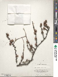 Larix laricina image