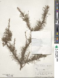 Larix laricina image