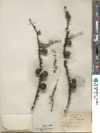 Larix laricina image
