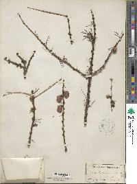 Larix laricina image