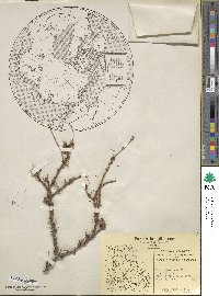 Larix laricina image