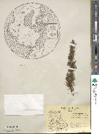 Larix laricina image