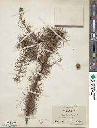 Larix laricina image