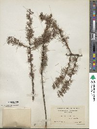 Larix laricina image