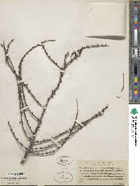 Larix laricina image