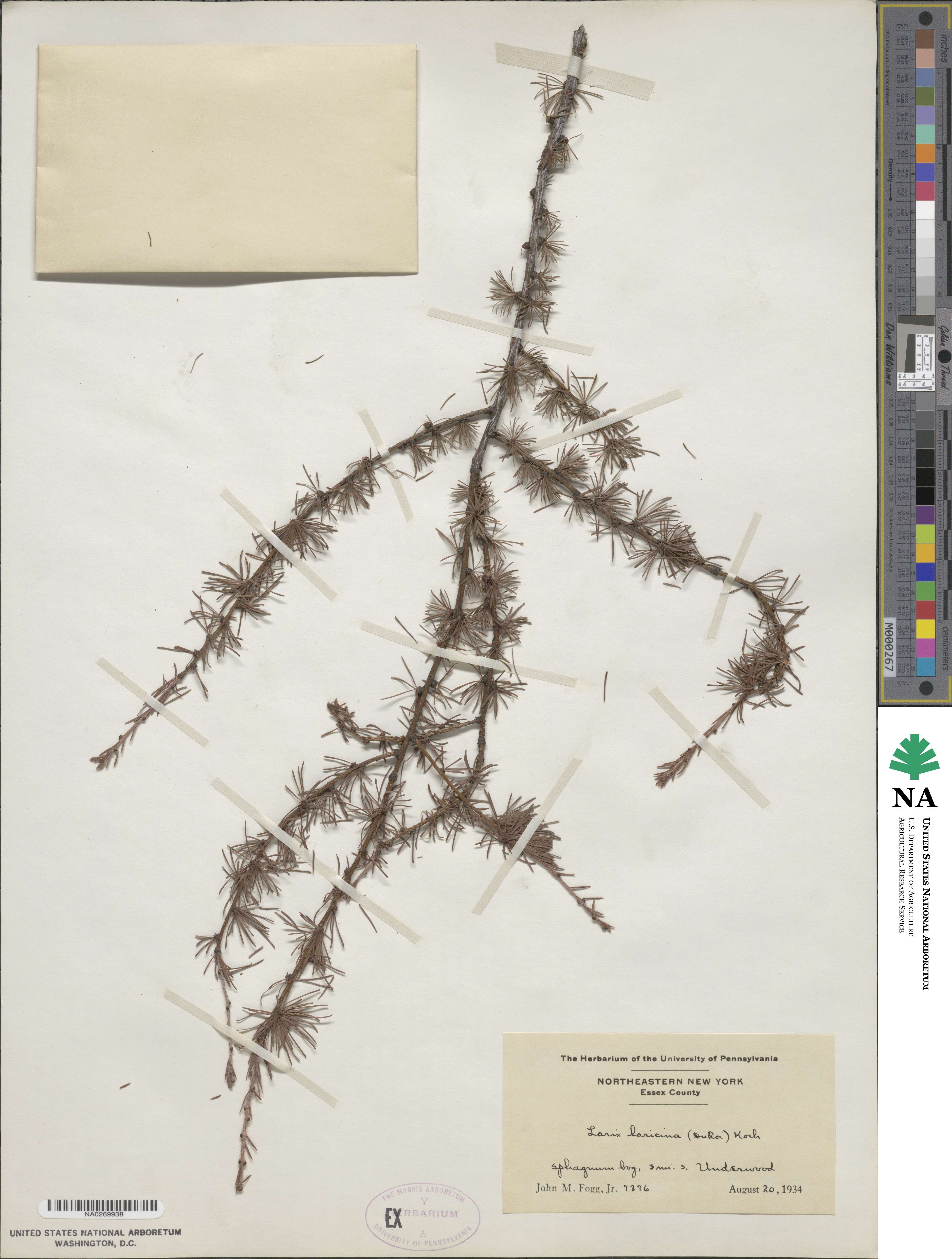 Larix laricina image