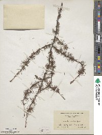 Larix laricina image