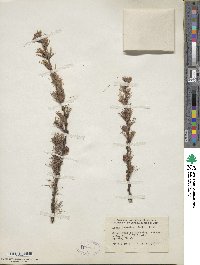 Larix laricina image