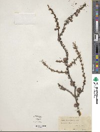 Larix laricina image