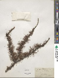 Larix laricina image