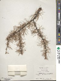 Larix laricina image