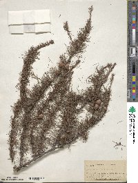 Larix laricina image