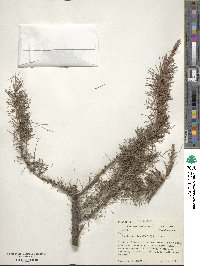 Larix laricina image