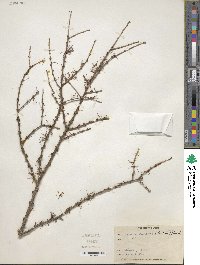 Larix laricina image