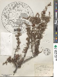 Larix laricina image