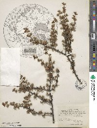 Larix laricina image