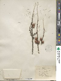 Larix laricina image