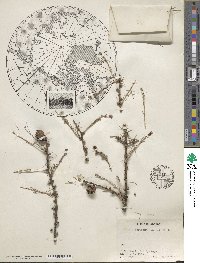 Larix laricina image