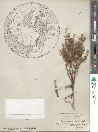 Larix laricina image
