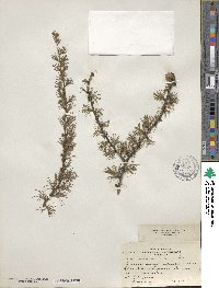 Larix laricina image