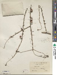 Larix laricina image