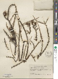 Larix laricina image