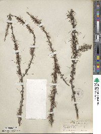 Larix laricina image