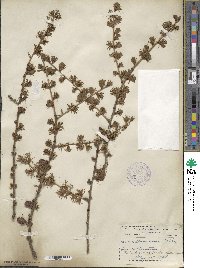 Larix laricina image
