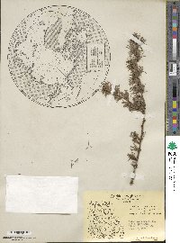 Larix laricina image