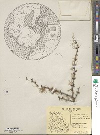 Larix laricina image