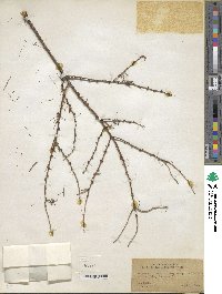 Larix laricina image