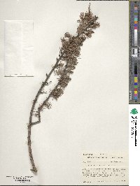 Larix laricina image