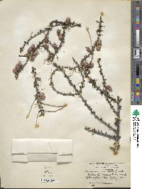 Larix laricina image