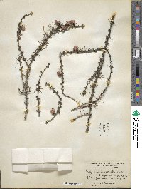 Larix laricina image