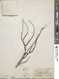 Larix laricina image