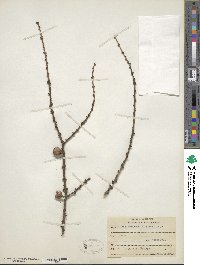 Larix laricina image