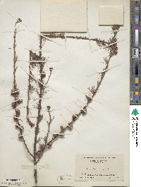 Larix laricina image