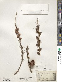 Larix laricina image