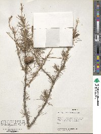 Larix laricina image